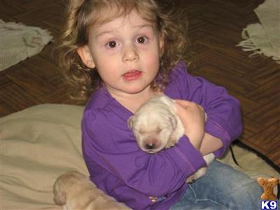 Puppies in Paola